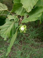Corylus avellana