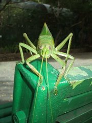 Pseudophyllanax imperialis