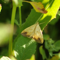 Evergestis extimalis