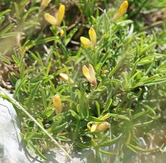Genista sericea