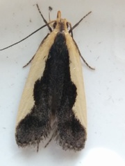 Dichomeris inserrata