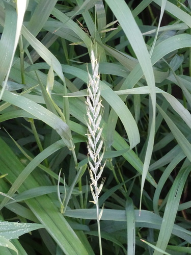 Elymus repens