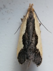 Dichomeris inserrata