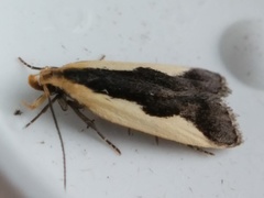Dichomeris inserrata