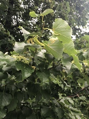 Tilia cordata