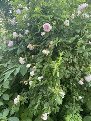 Rosa chinensis