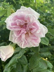Rosa chinensis