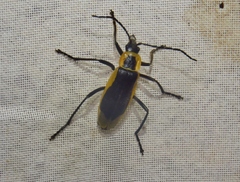 Chauliognathus distinguendus