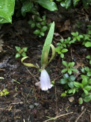 Cleistesiopsis bifaria