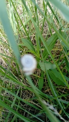Helicella itala