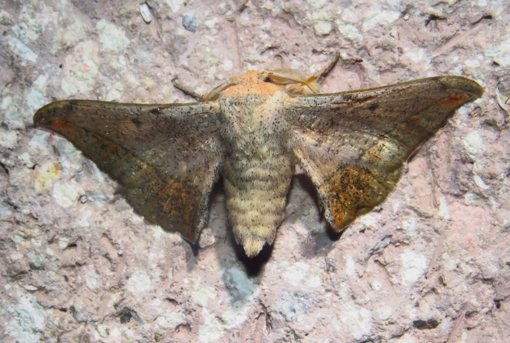 Cicinnus guatemalensis