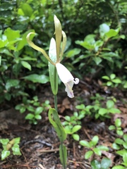 Cleistesiopsis bifaria