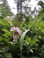 Cleistesiopsis bifaria