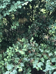 Symphoricarpos albus