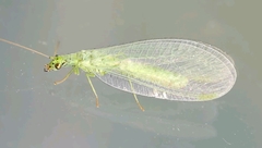 Chrysopa phyllochroma