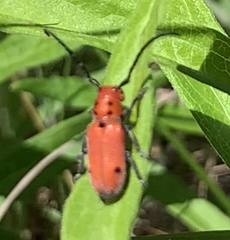 Tetraopes quinquemaculatus