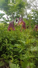 Aquilegia oxysepala