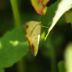 Evergestis extimalis