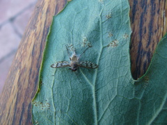 Furia ithacensis
