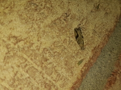 Proteoteras crescentana