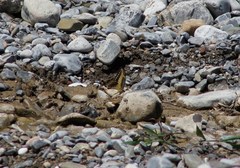 Papilio ornythion ornythion