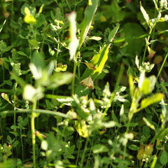 Evergestis extimalis