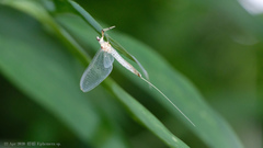 Ephemera spilosa