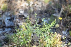 Thesium divaricatum
