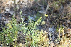 Thesium divaricatum