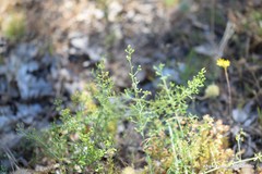Thesium divaricatum