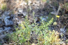 Thesium divaricatum