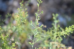 Thesium divaricatum