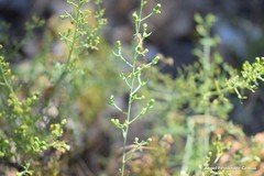Thesium divaricatum