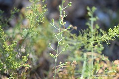 Thesium divaricatum