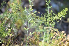 Thesium divaricatum