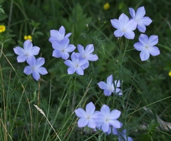 Linum narbonense