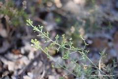 Thesium divaricatum