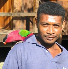 Lorius hypoinochrous