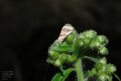 Eublemma roseana