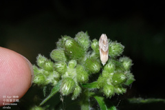 Eublemma roseana