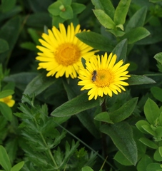 Inula