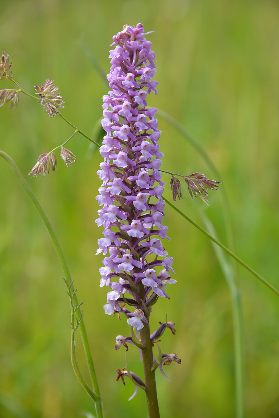 Gymnadenia