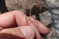 Aristida gyrans