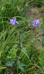 Aquilegia nigricans