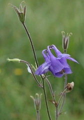 Aquilegia nigricans