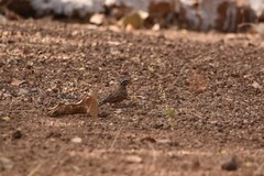 Emberiza goslingi
