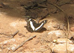 Euptera kinugnana kinugnana