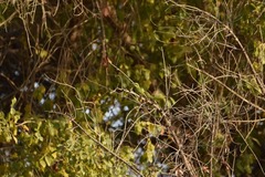 Merops viridissimus