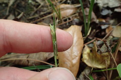 Image of Carex chapmanii