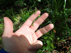 Chasmanthium nitidum